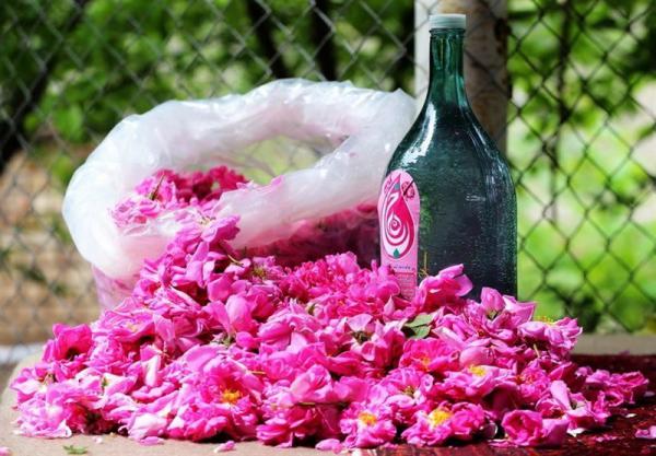 Rose Water festival