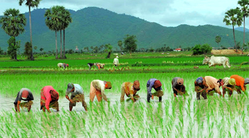Harvesting Rice in North of Iran