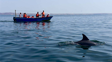 Tourists Watching Hengam Island Dolphins