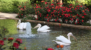 Pelicans Swimming in Golshan Garden Pool