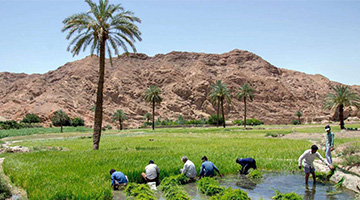 Rice Harvesting in Geopark in Iran