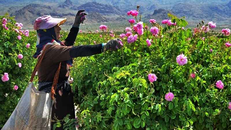 Iranian Festivals: Rose Water Festival