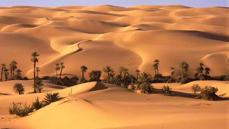 Flora and Fauna of Lut Desert
