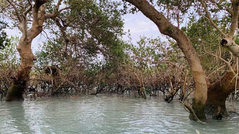 Visiting Hours for mangrove Forests of Qeshm