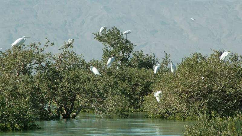 Recreations in Qeshm's Hara Forest
