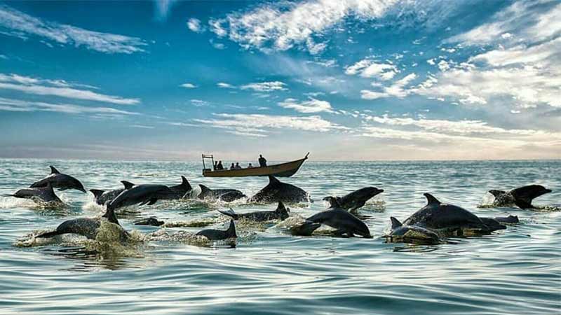 Dolphins of Hengam Island