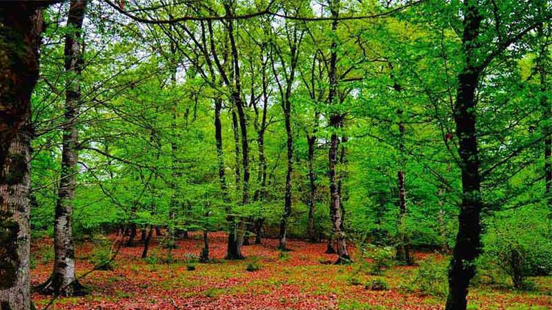 Vaz Forest, famous Forests of the northern Iran