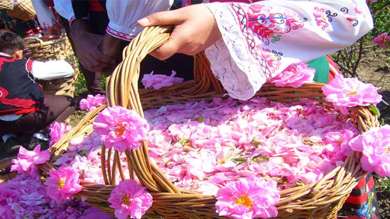 History of the Kashan Rose Water Festival